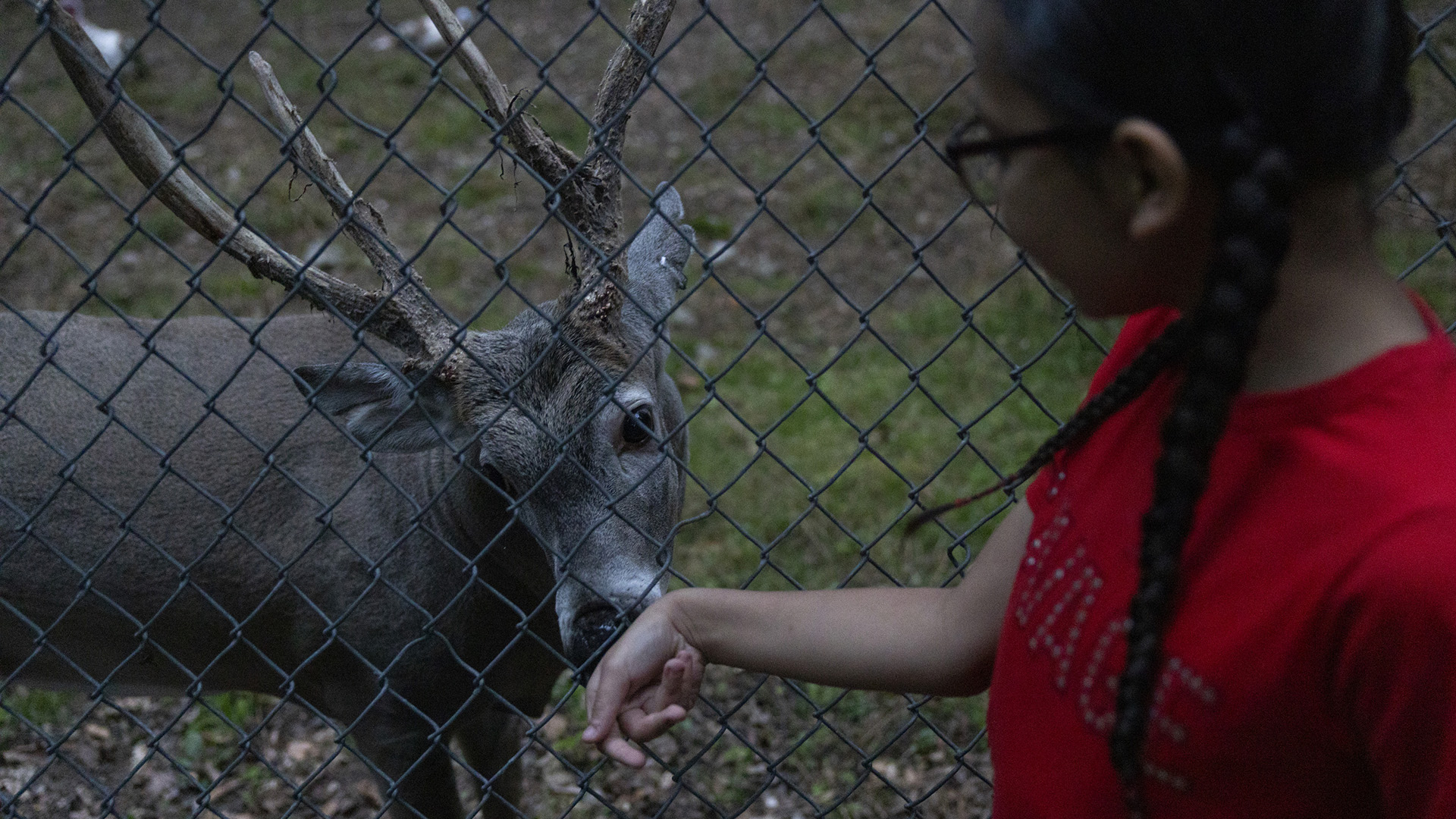 Nate Hagen holds the back of his right hand up to a chain-link fence, which is being licked by a buck standing on the other side.