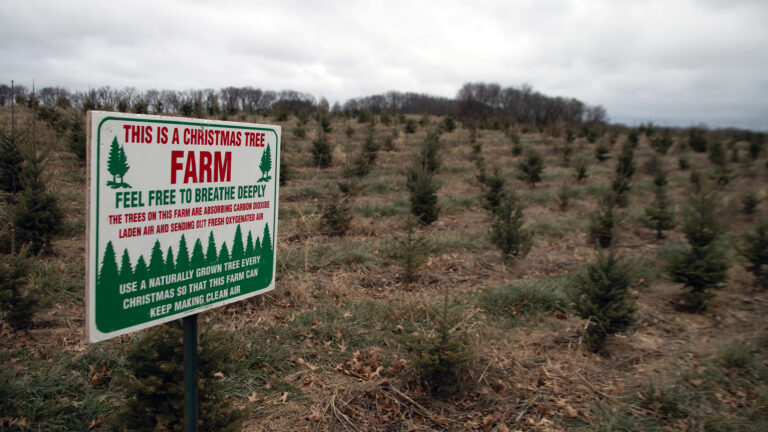 A sign with illustrations of coniferous trees and the words This Is A Christmas Tree Farm, Feel Free To Breathe Deeply, The Trees On This Farm Are Absorbing Carbon Dioxide Laden Air And Sending Out Oxygenated Air and Use A Naturally Grown Tree Every Christmas So That This Farm Can Keep Making Clean Air stands in a field of small coniferous trees, with hilltops covered by leafless deciduous trees on the horizon under a cloudy sky.