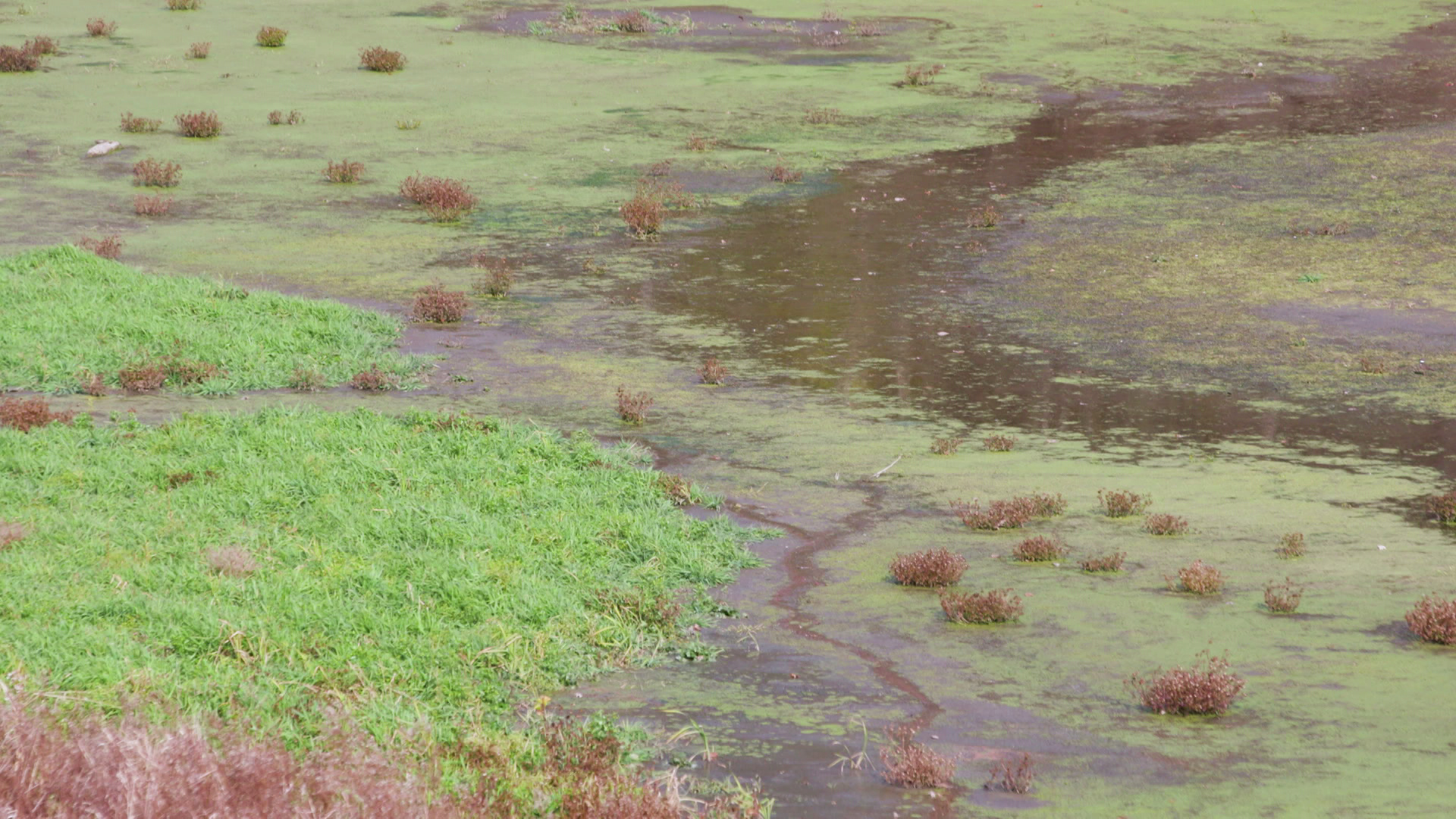 A body of water shows various types of vegetation on its shores and floating throughout it with stands of grass on the edges.