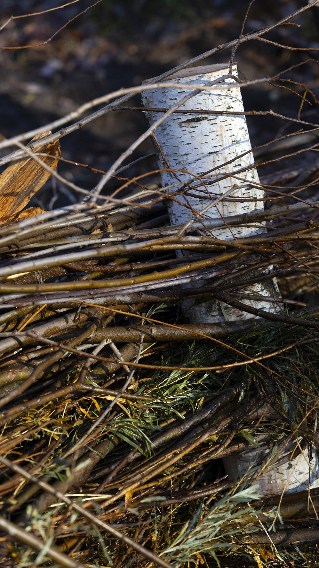 A birch log with smooth cuts at both ends stands amid a stack of cut thin branches.