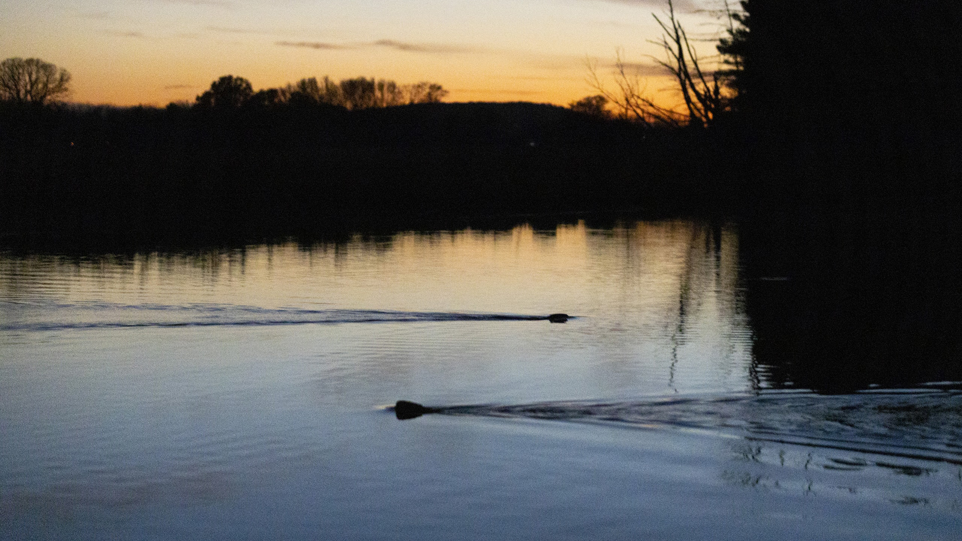 The heads of two beavers swimming past each other and their wakes are visible on the surface of a pond with calm waters, with the reflection and silhouettes of trees shadowed under a partly cloudy dusk sky.