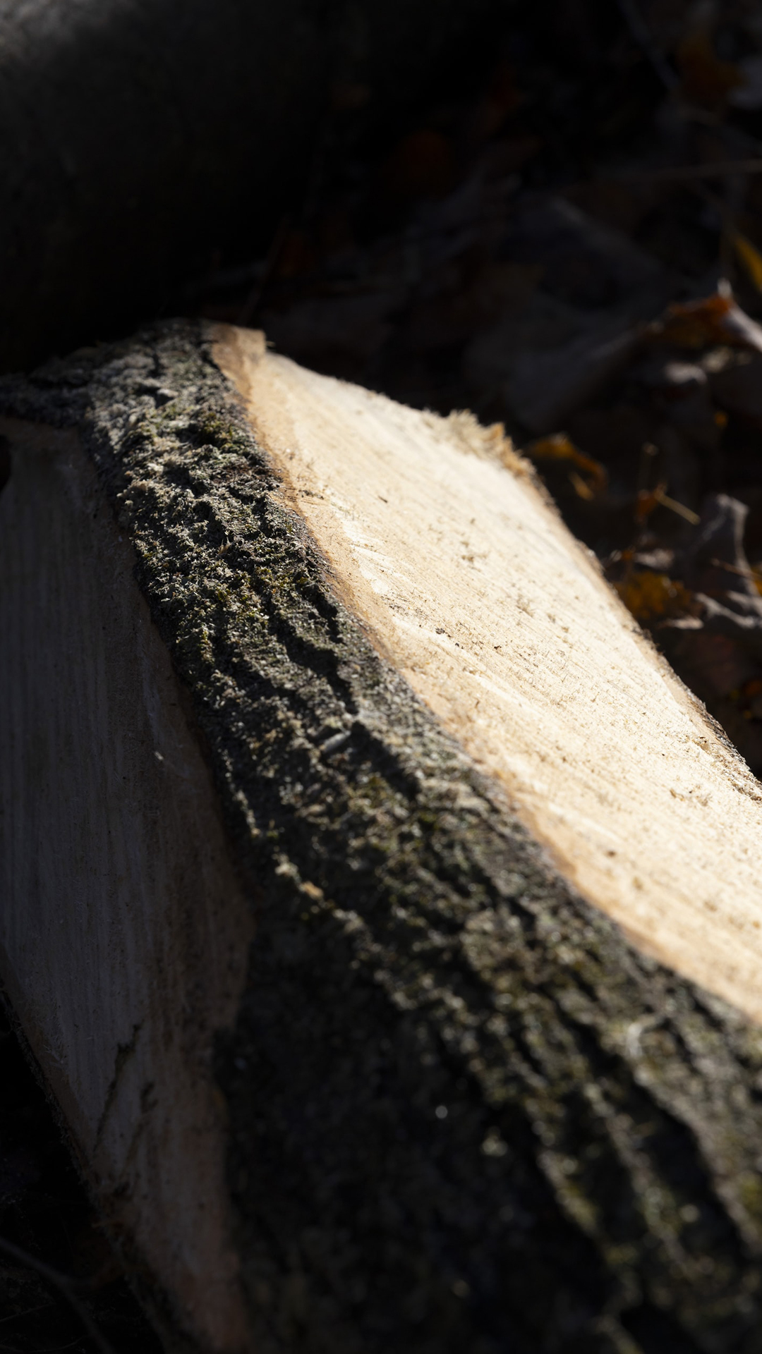 A log with bark on one side and a shaved surface exposing a flat surface of sapwood is illuminated by sunlight.