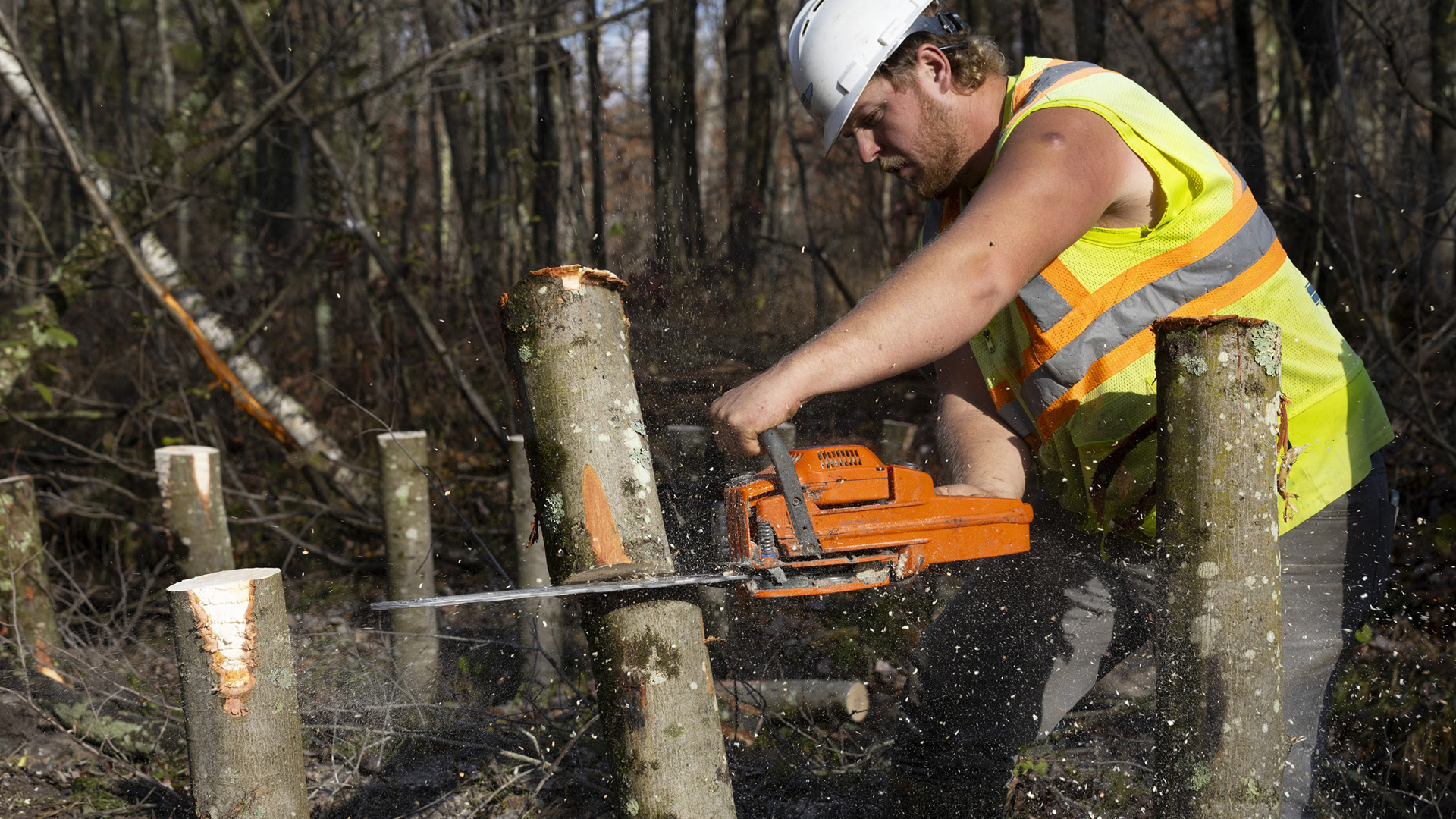 Joel Pennycamp, wearing a fluorescent safety vest and a safety helmet, uses a chainsaw to cut a portion of a tree trunk while standing among multiple cut tree trunks, with sawdust flying around in the foreground and with standing trees in the background.