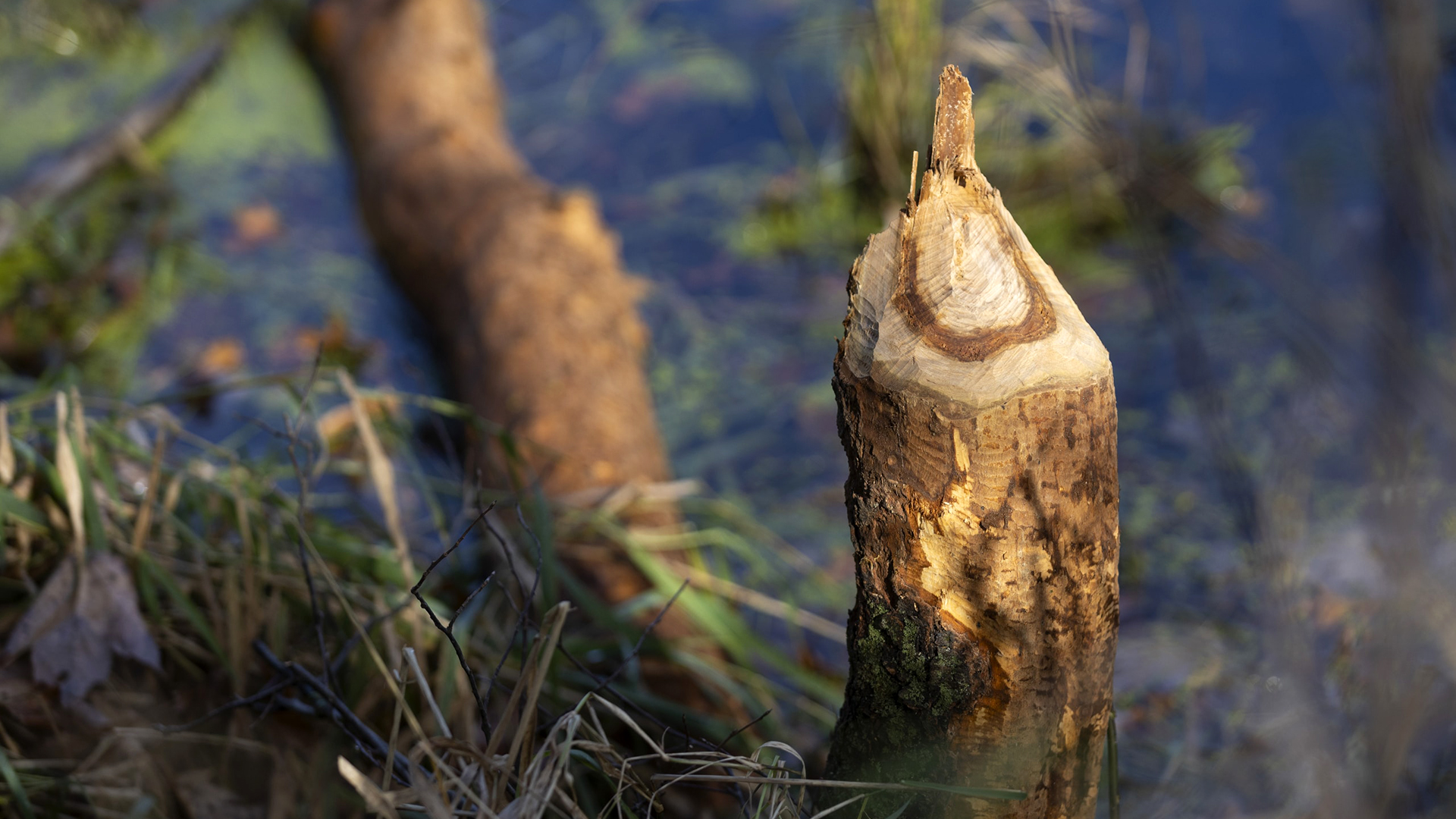 The stump of a narrow tree trunk gnawed to the point close to the ground stands next to a felled branch floating in shallow water with foliage visible beneath the surface.