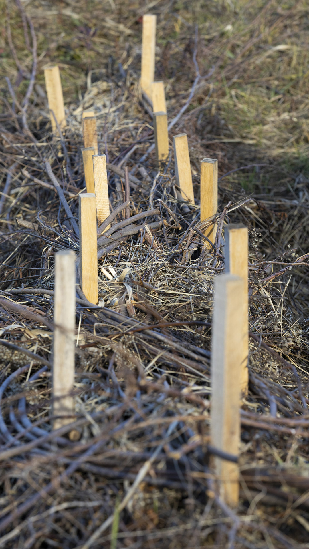 Two lines of cut lumber stakes stand upright with bundles of branches and grasses sitting horizontally along the surface of an area of ground.