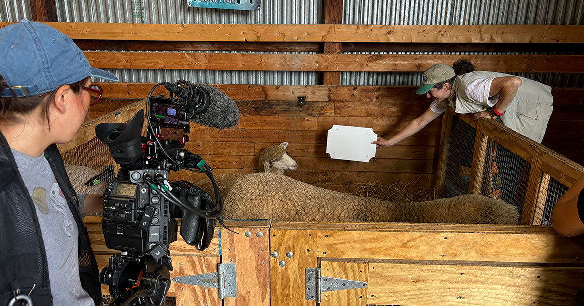 A woman points a video camera on a tripod at another woman using a white balance card in a sheep pen at a fair.