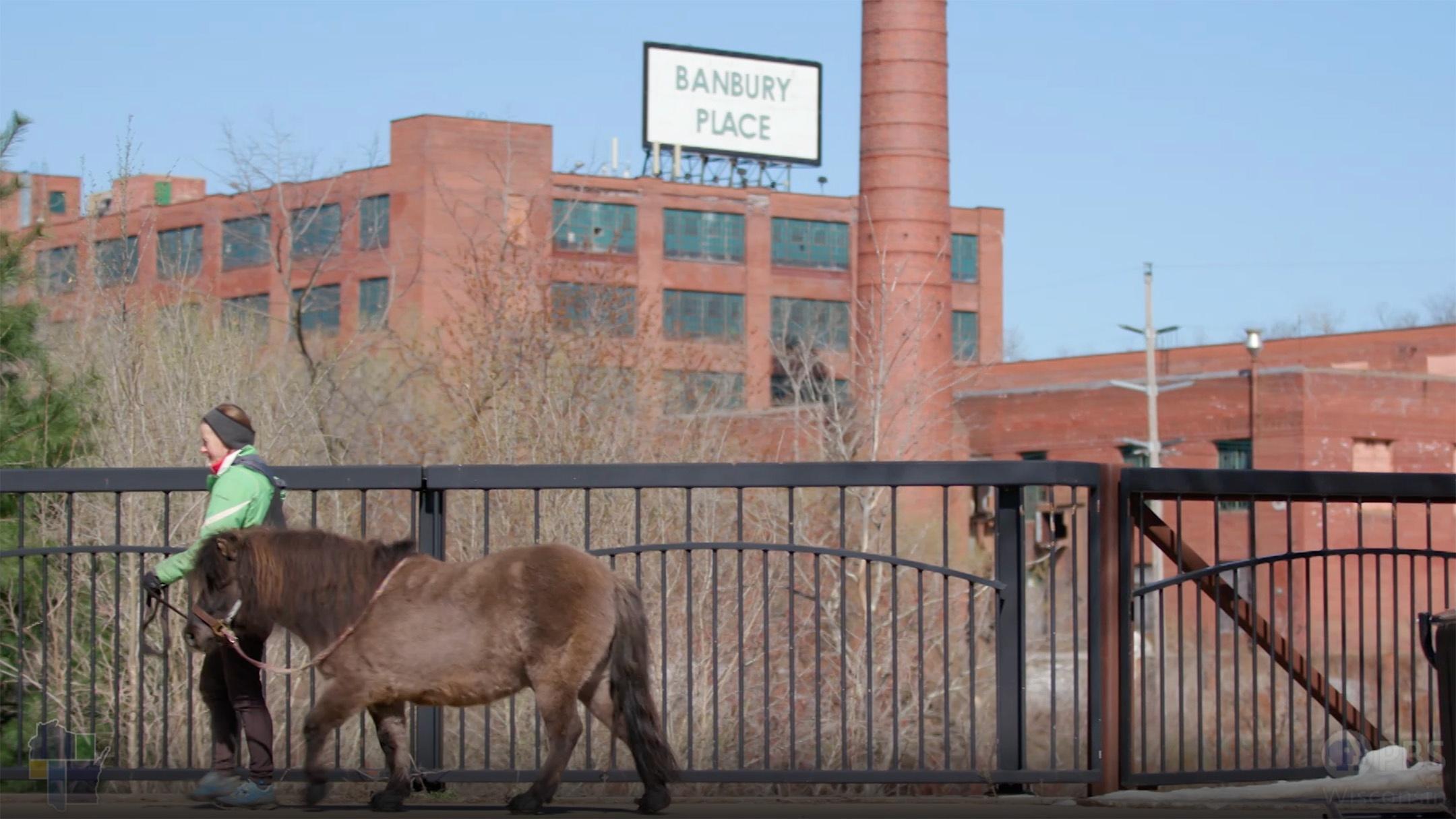 Magnificent Mini Horse