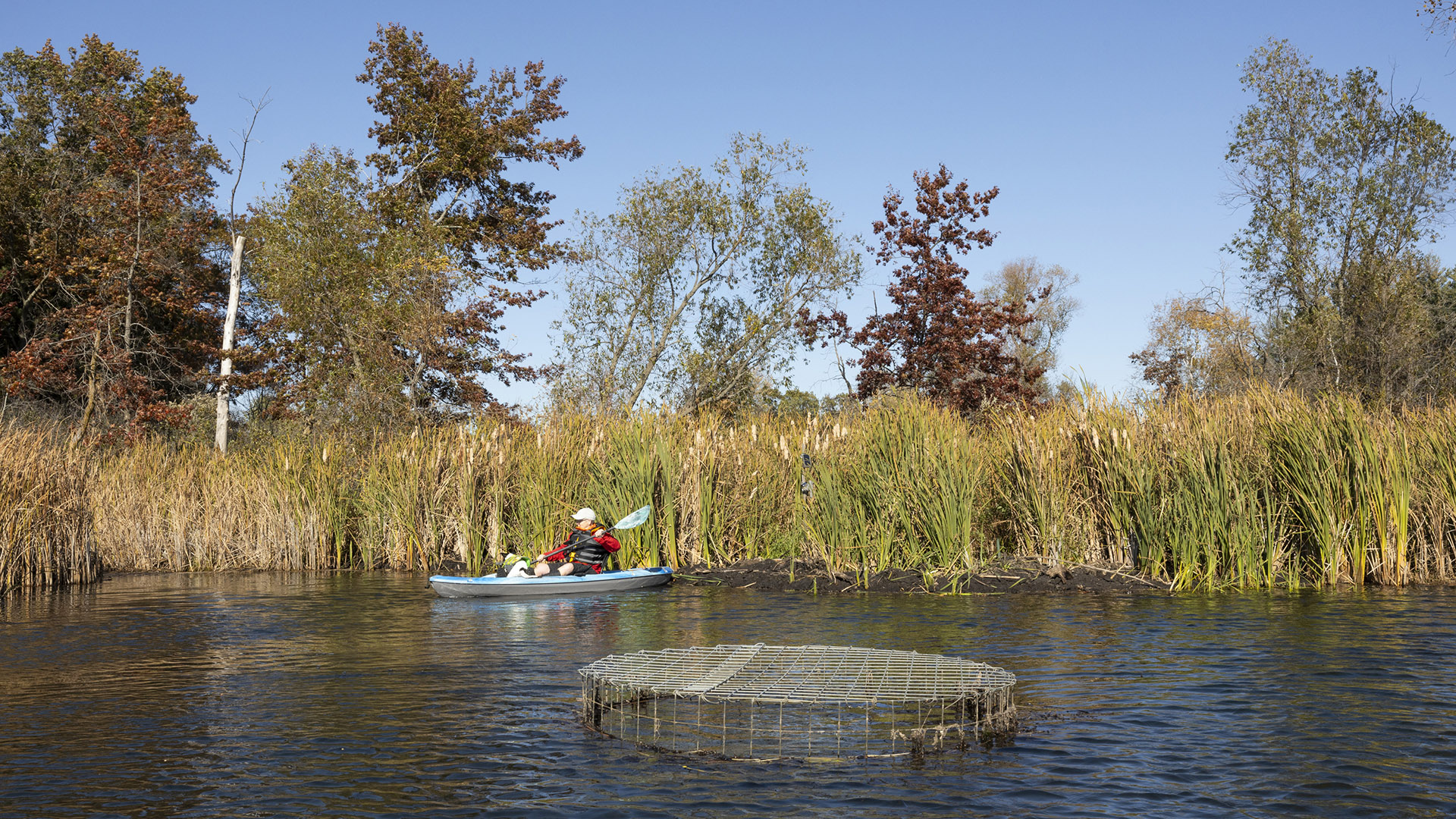 Katie McCullough and a dog sit in a kayak on the surface of a pond next to the exposed wire-mesh top of a pond leveler, with stands of reeds along the shoreline with multiple trees in the background.