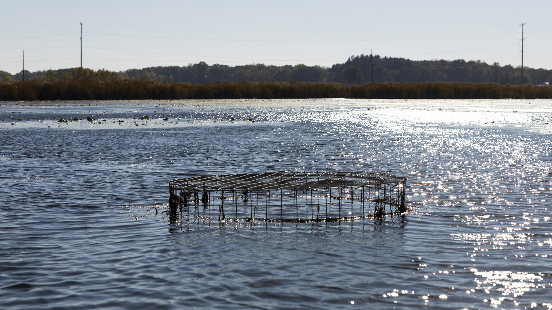 The wire mesh top of a pond leveler is visible above the surface of a pond, with the reed-lined far shore, utility poles and a wooded bluff in the background.