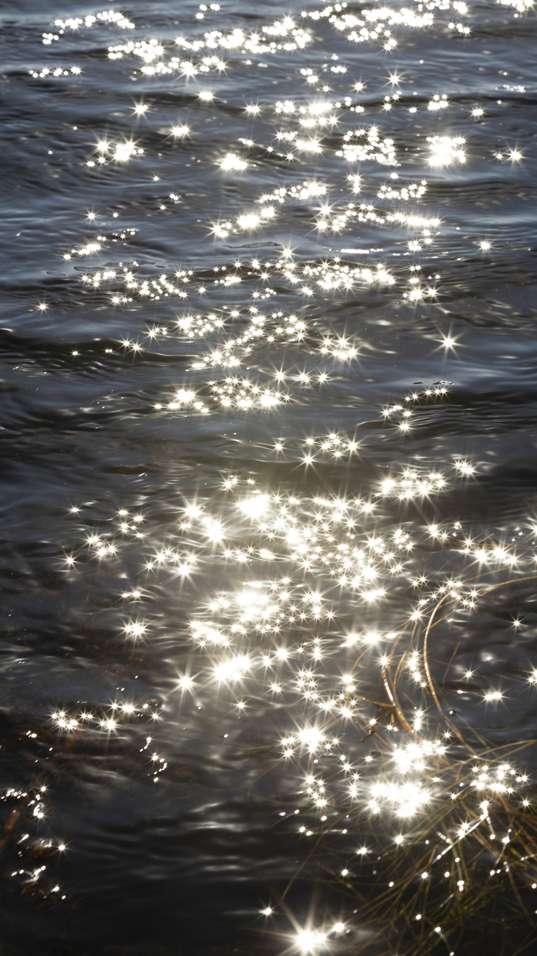 Sunlight reflects off the surface of rippling waters amid coiled stems of aquatic foliage.