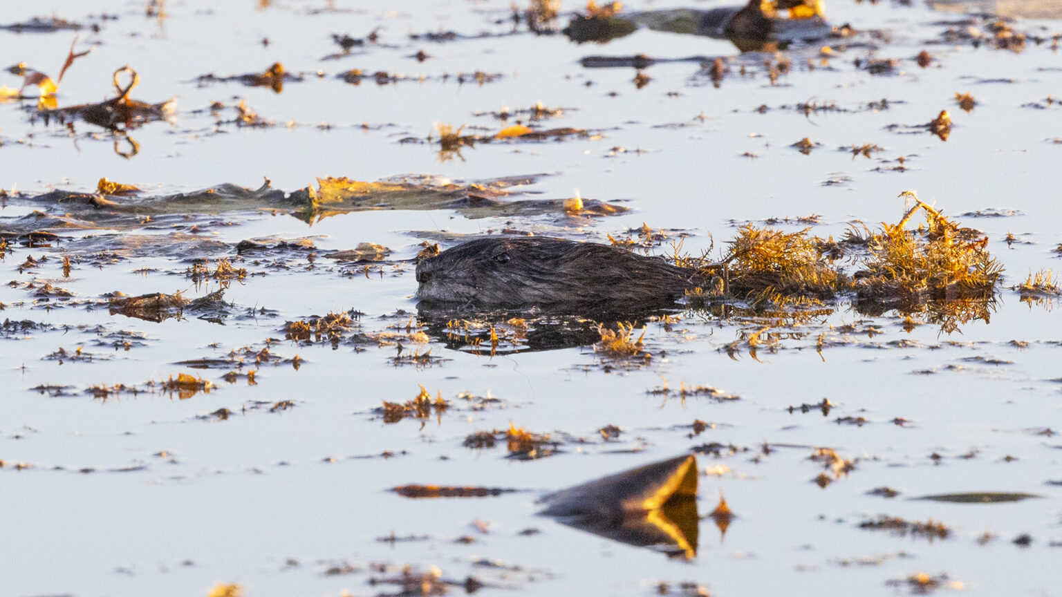 The head of a swimming beaver is visible on the surface of a body of water amid various types of aquatic foliage.