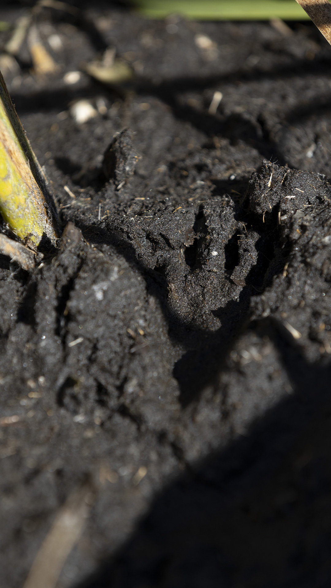 A beaver track indents mud amid stalks of foliage.