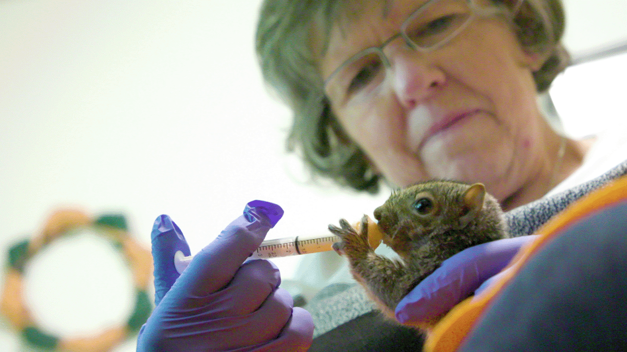 Nursing squirrels back to health