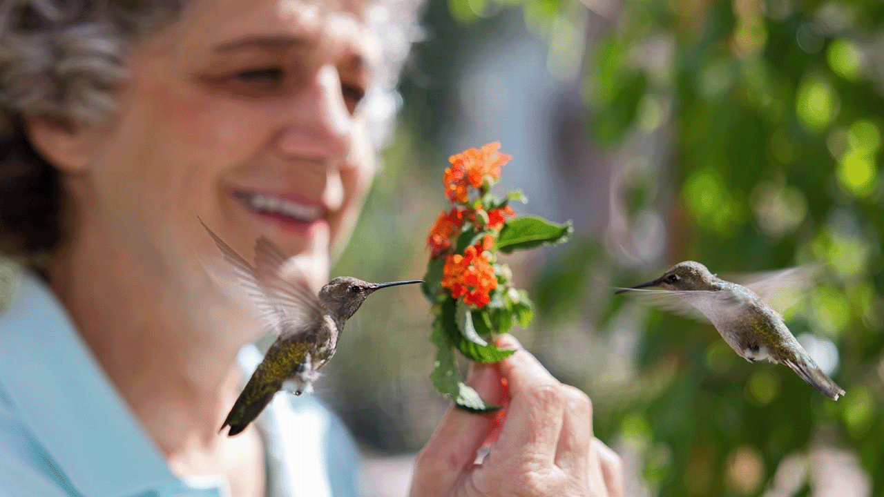Hummingbirds of Hollywood