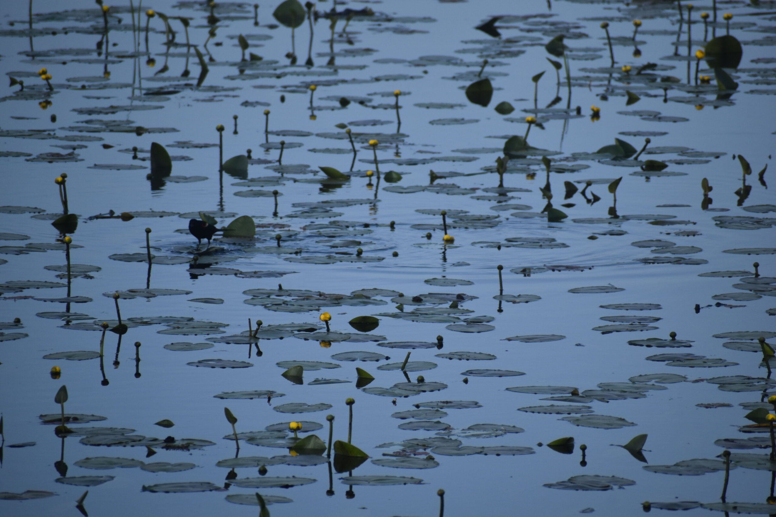 A bird glides over a tranquil pond filled with blooming water lilies, capturing a moment of natural harmony. “Blue” by Melissa Lauer of Janesville, Wisconsin. Third place, 2025 Abstract.
