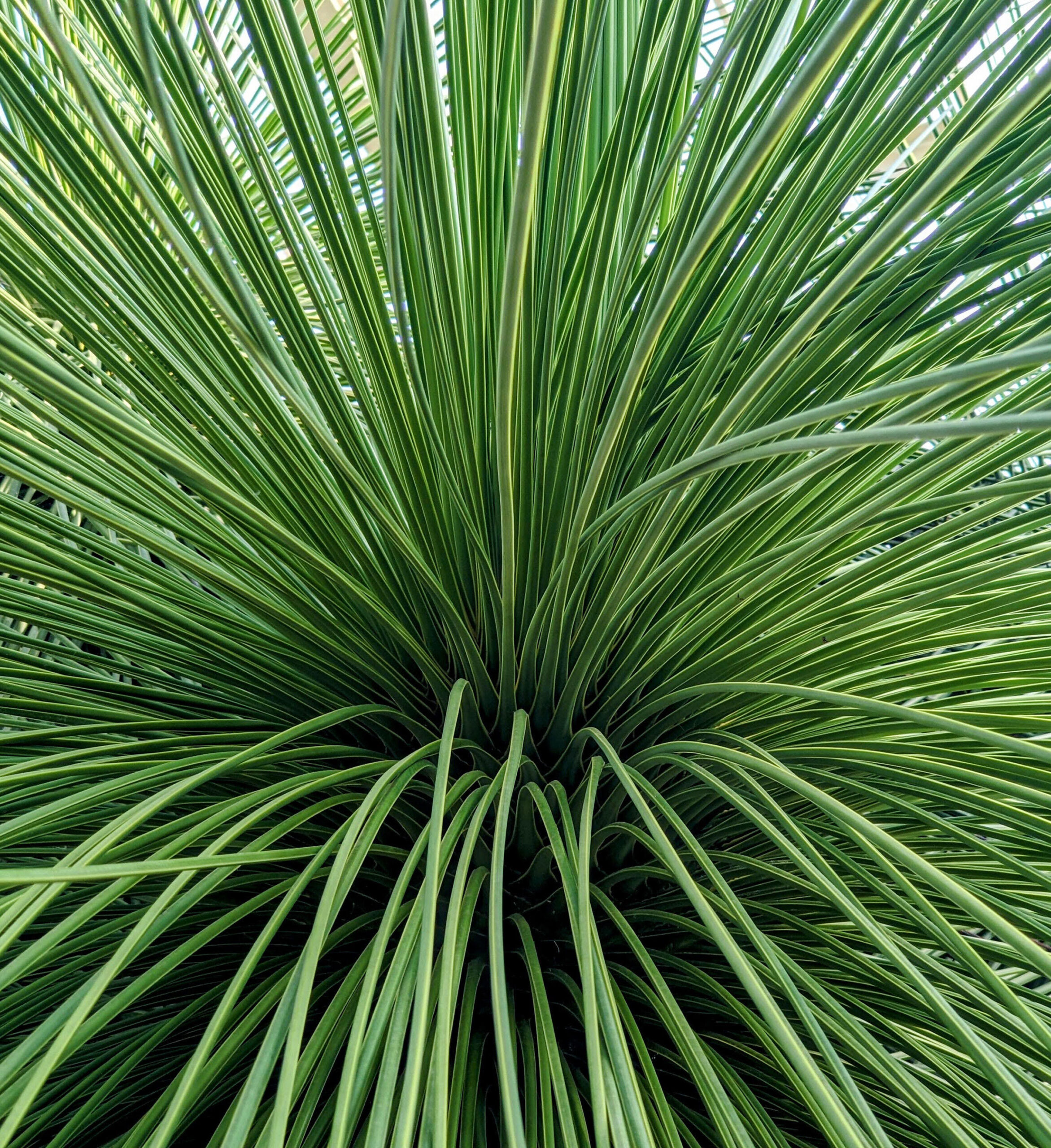 A close-up image of a lush green plant displaying multiple long leaves, emphasizing its natural beauty. “Green Streamers” by Sarah Swanson of Fitchburg, Wisconsin. 2025 Abstract.