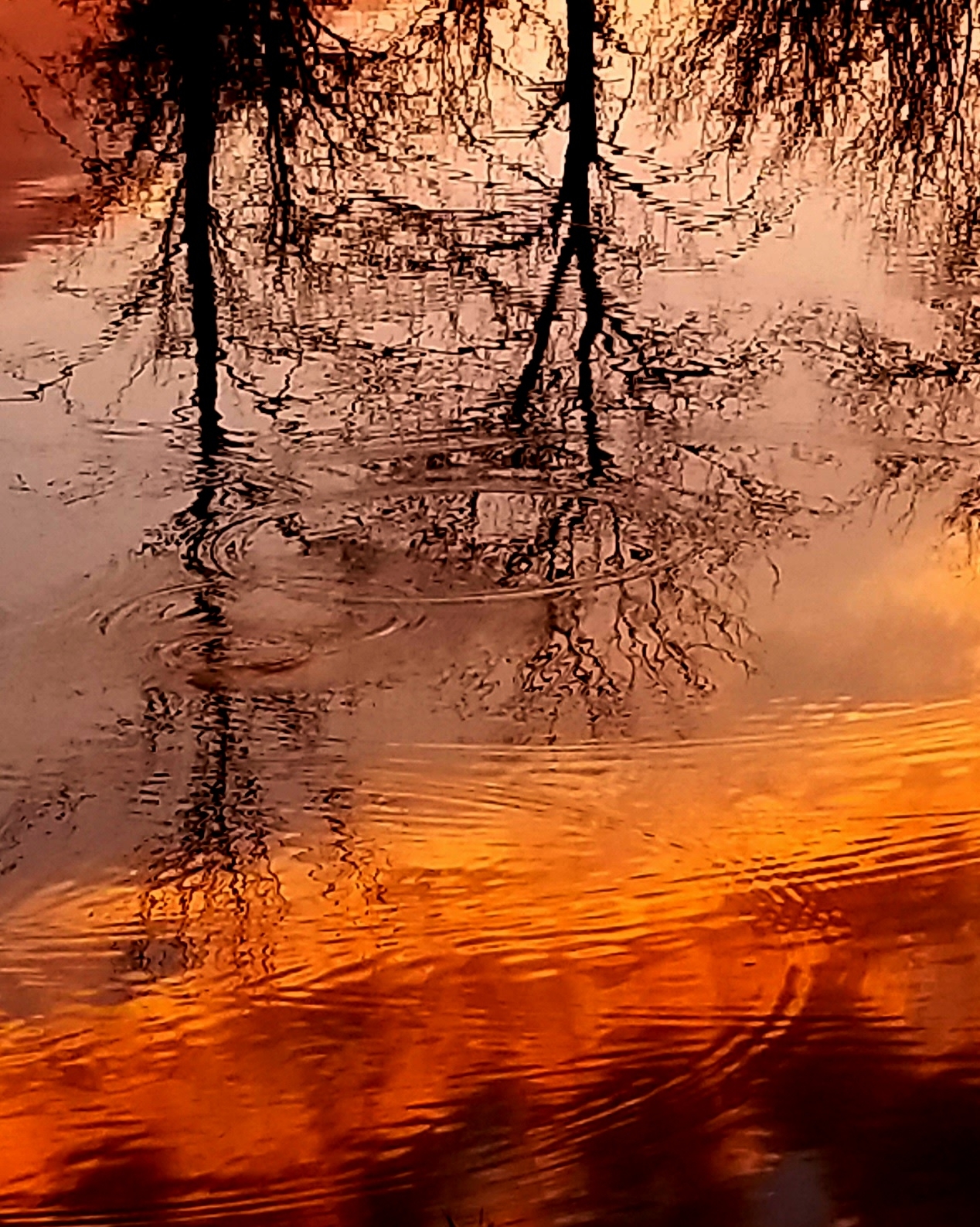 A serene sunset scene with trees mirrored in the still water, creating a tranquil atmosphere. “Reflections on Life and a River” by Beth Holden from Madison, Wisconsin. 2025 Abstract.