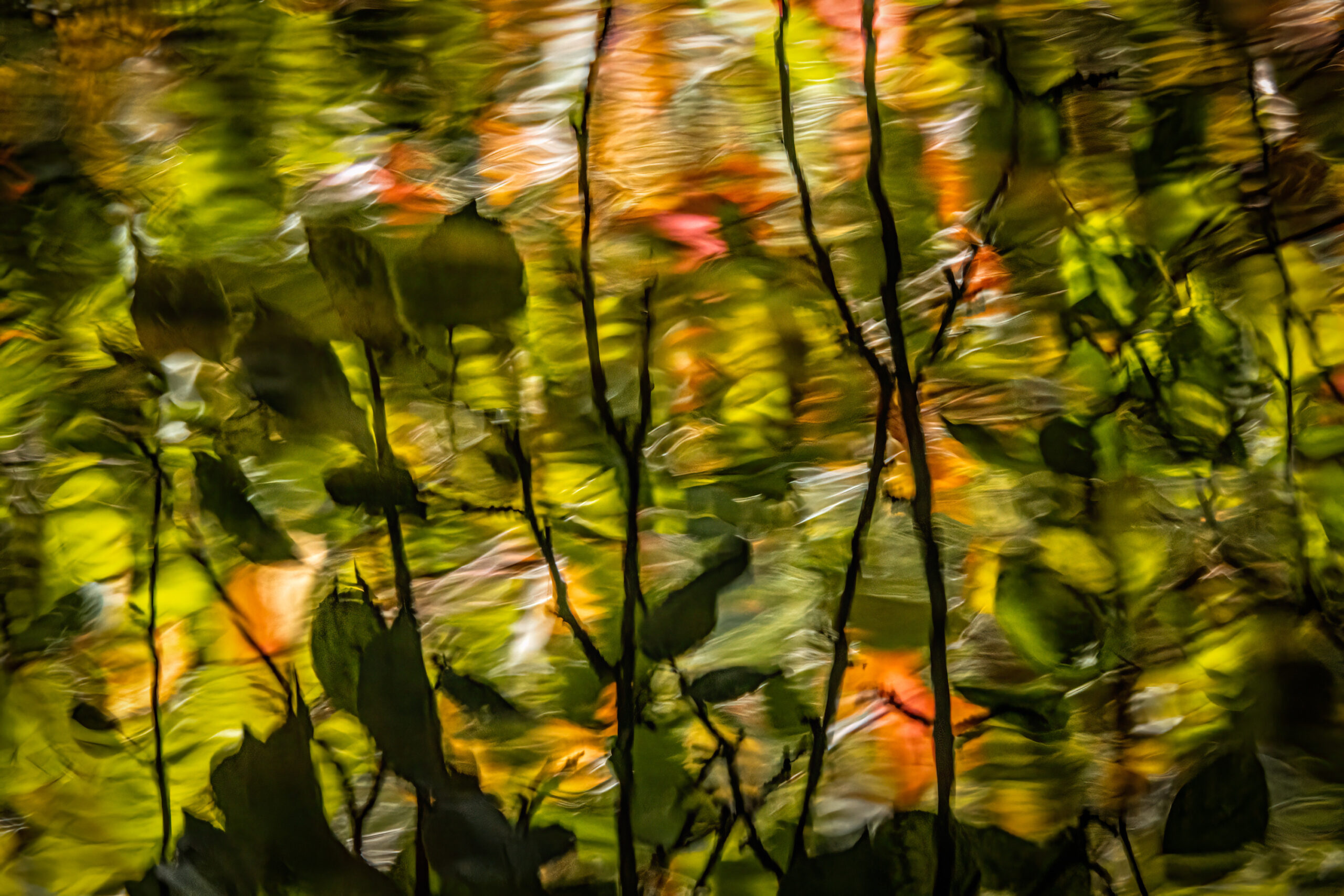 Out-of-focus depiction of leaves and flowers in water, suggesting a peaceful and ethereal connection to nature. “Verdant Ripples” by Laura Anderson of Madison, Wisconsin. Second place, 2025 Abstract.
