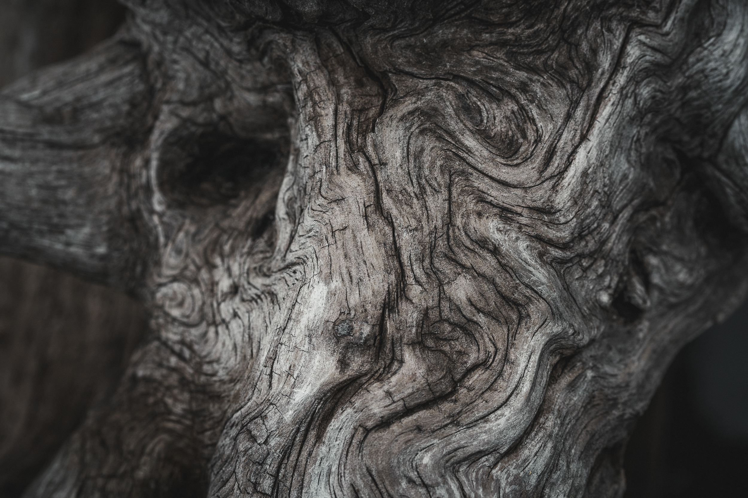 Detailed view of a tree trunk with a whimsical face, highlighting the natural patterns and textures of the wood. “Who Are You Lookin' At?” by Susanne Payne from DeForest, Wisconsin. 2025 Abstract.