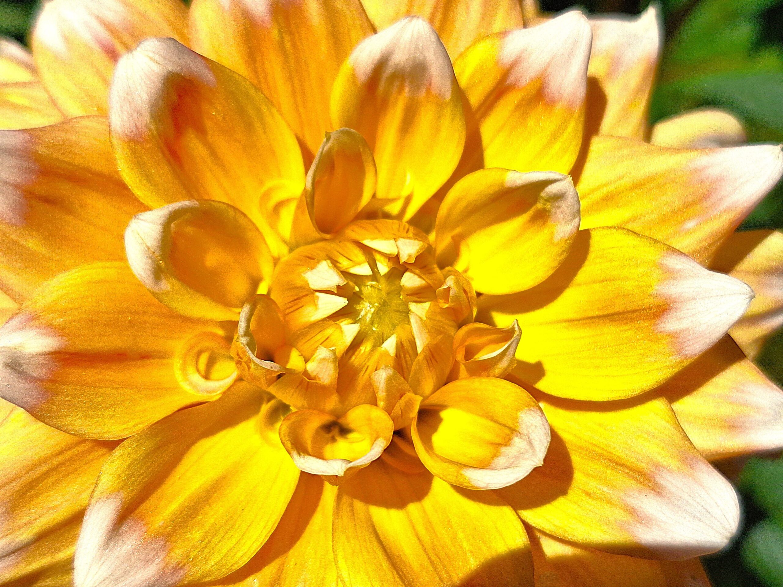 Close-up of a yellow flower surrounded by delicate white petals, showcasing its vibrant colors and intricate details. “Yellow” by Melissa Lauer of Janesville, Wisconsin. 2025 Abstract.