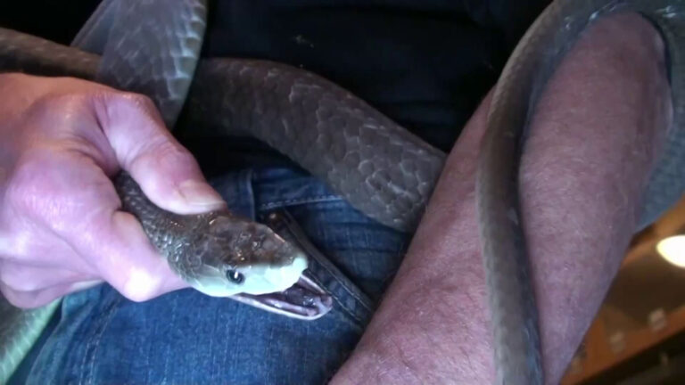 A right hand holds a snake behind its head as it opens its mouth a left forearm of a seated person.