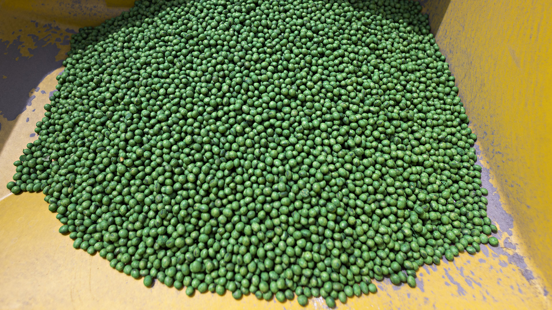 Soybean seeds fill the bottom of a metal basin with areas of missing paint.
