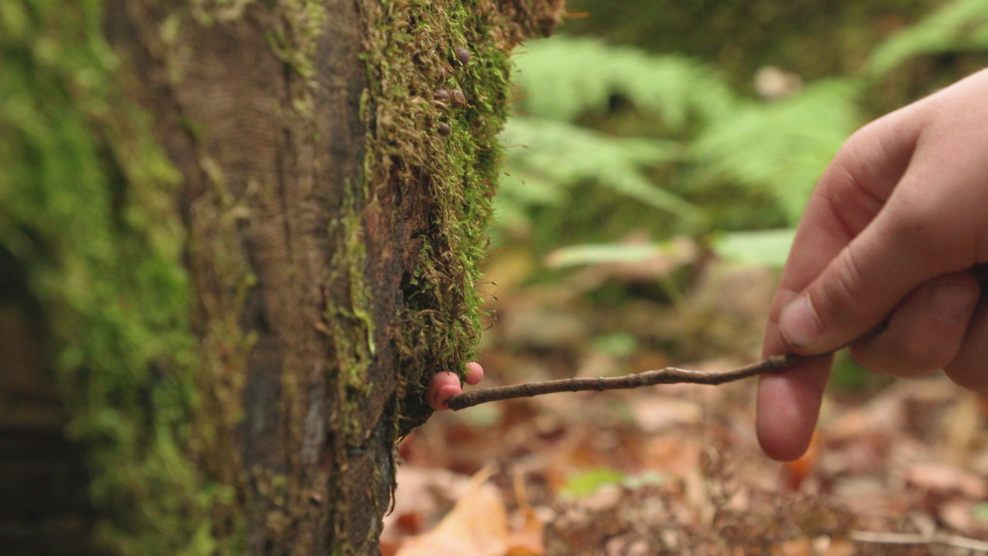 Walk in the woods with an old growth guide