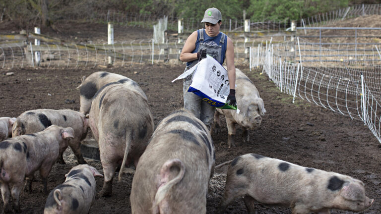 Jess D'Souza holds and open bag of feed while standing on dirt among multiple pigs of different sizes in a fenced-in area, with other fences and foliage in the background.