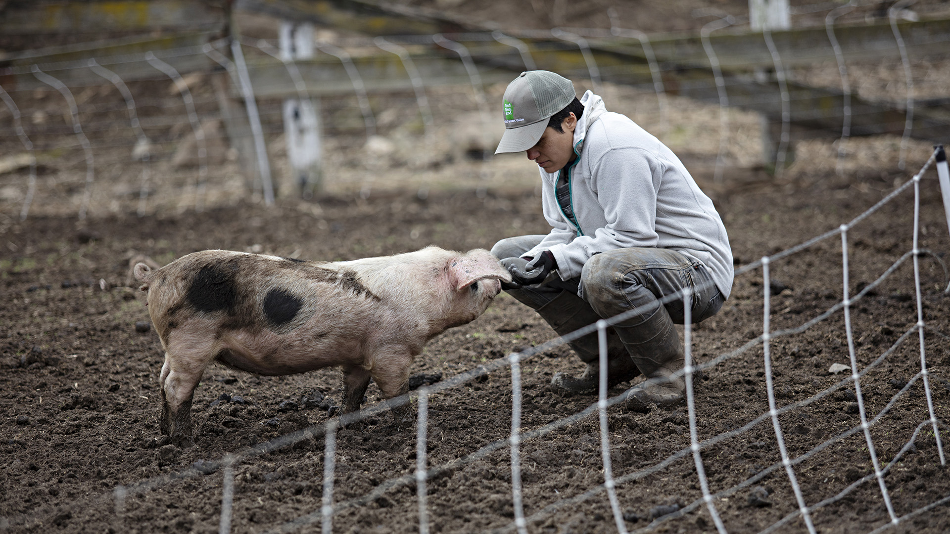 Jess D'Souza crouches in a fenced-enclosure and holds her left hand out to a pig.