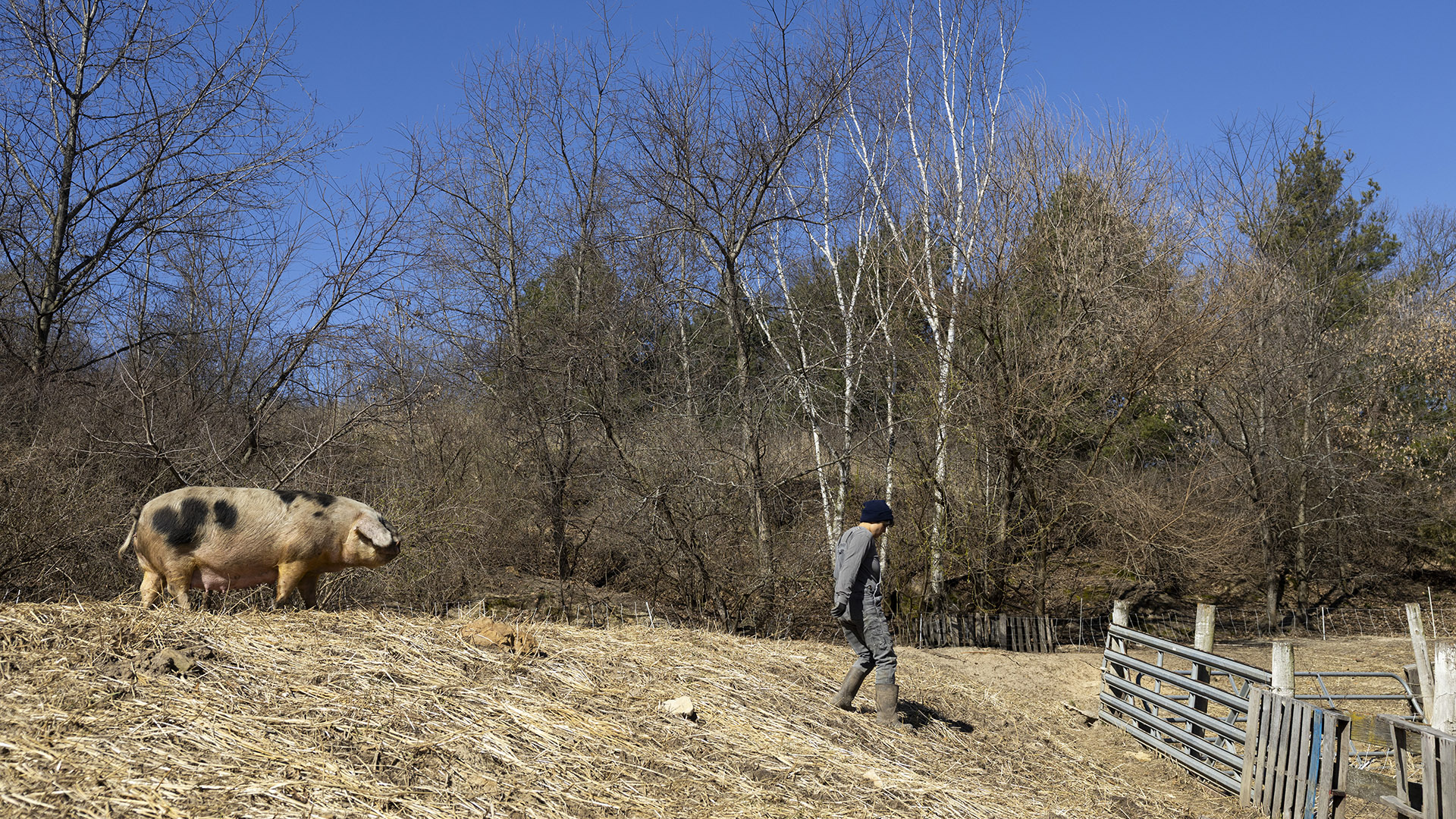 Jess D'Souza walks down a hay-covered slope of a short ridge toward wood and metal fencing while a pig stands behind her, with leafless trees on a hillside in the background.
