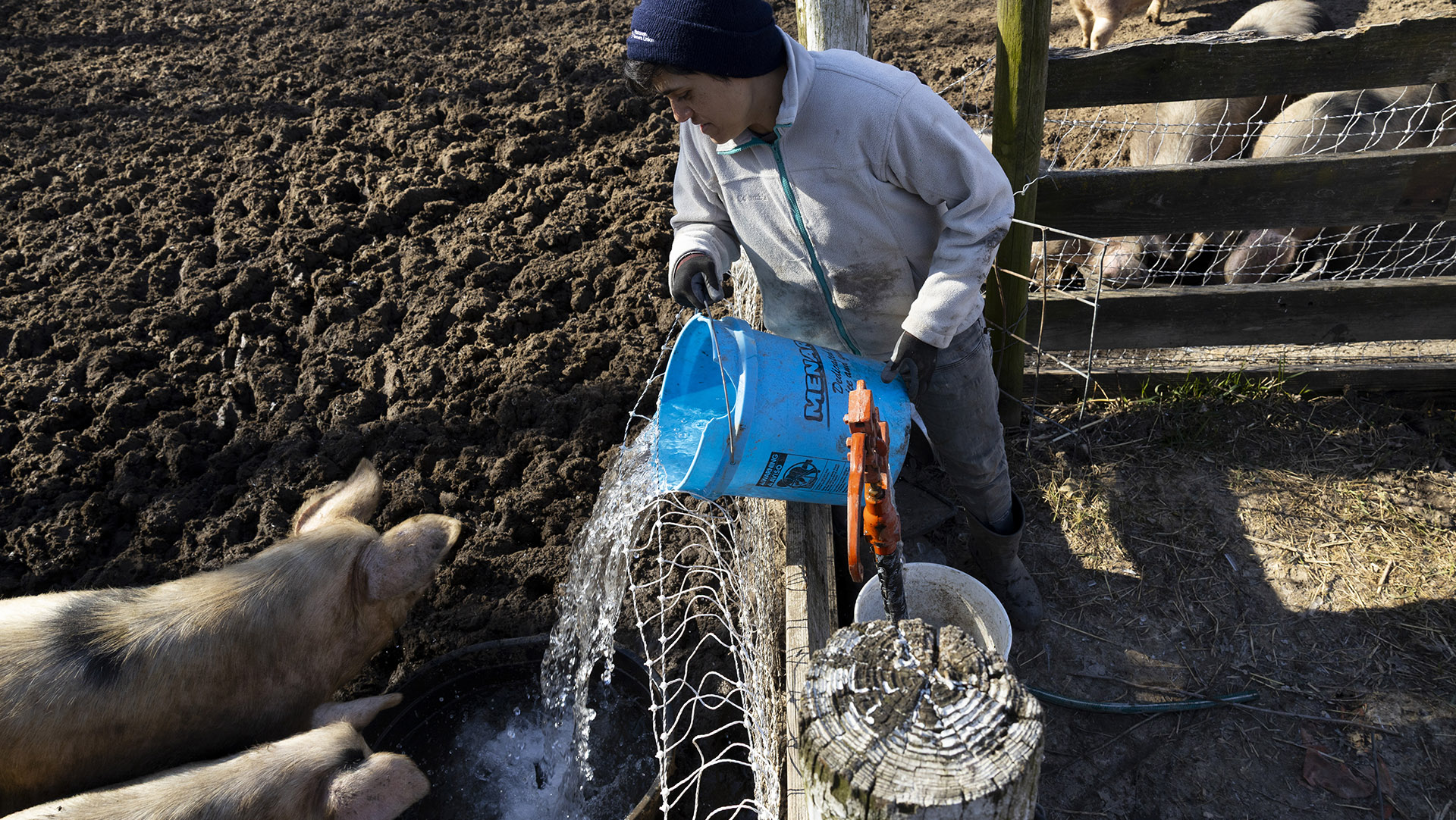 Jess D'Souza pours water from a five-gallon plastic bucket over the top of a fence into a basin in a dirt-covered paddock as two pigs stand next to it, with other pigs in an adjacent paddock in the background.