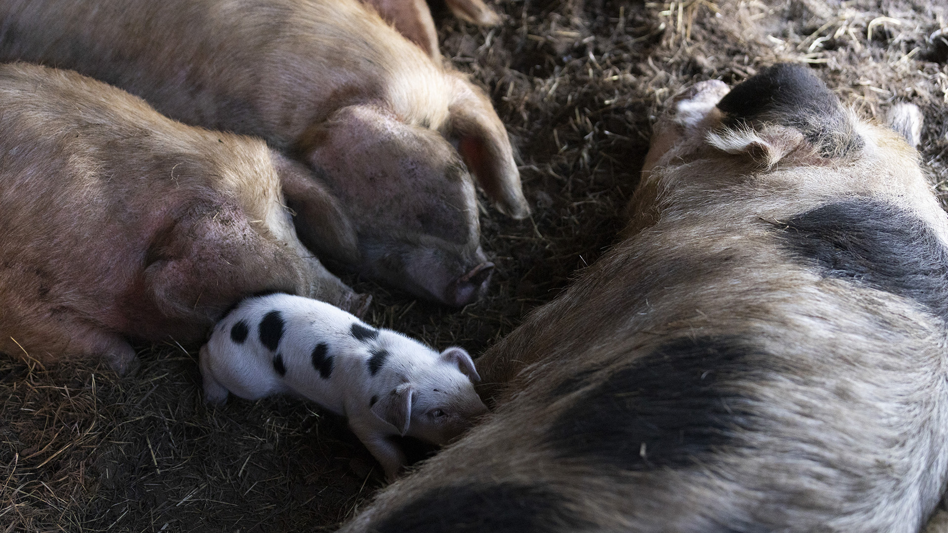 A piglet nurses from a mother pig laying on hay-covered dirt, with two other pigs crouched behind it.