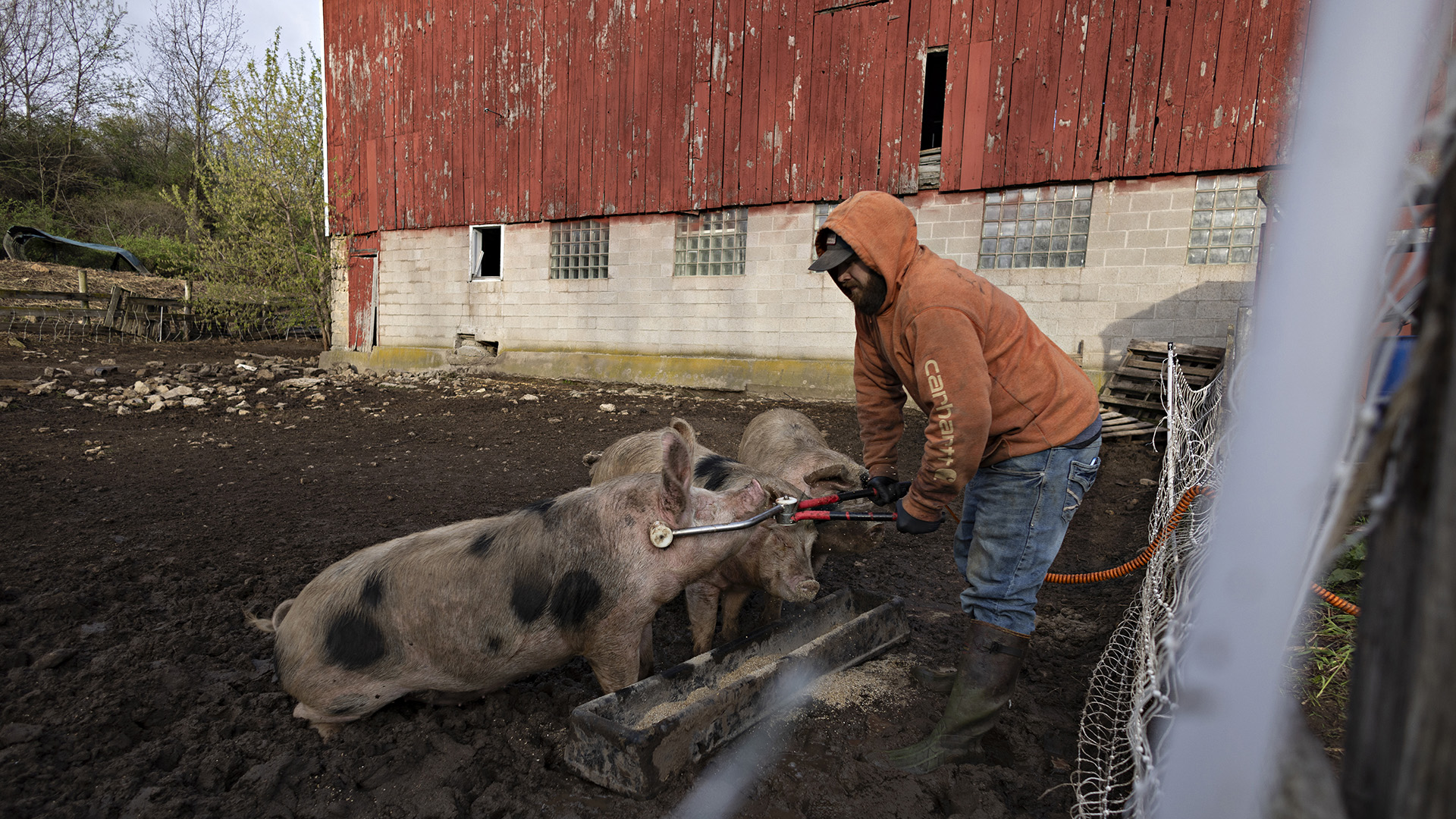 Mitch Bryant holds an electric stunner and touches the side of a head of a pig standing in a dirt-covered yard, with two other pigs to its side and a concrete-and-wood barn in the background.