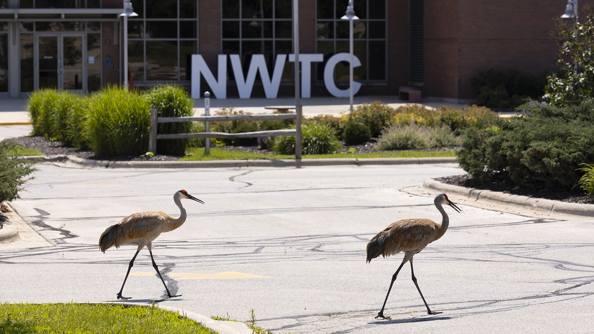 Two sandhill cranes walk along an asphalt driveway between concrete curbs with lawns and landscape plants, with a brick glass building in the background with a letter sign reading "NWTC" next to glass double doors.