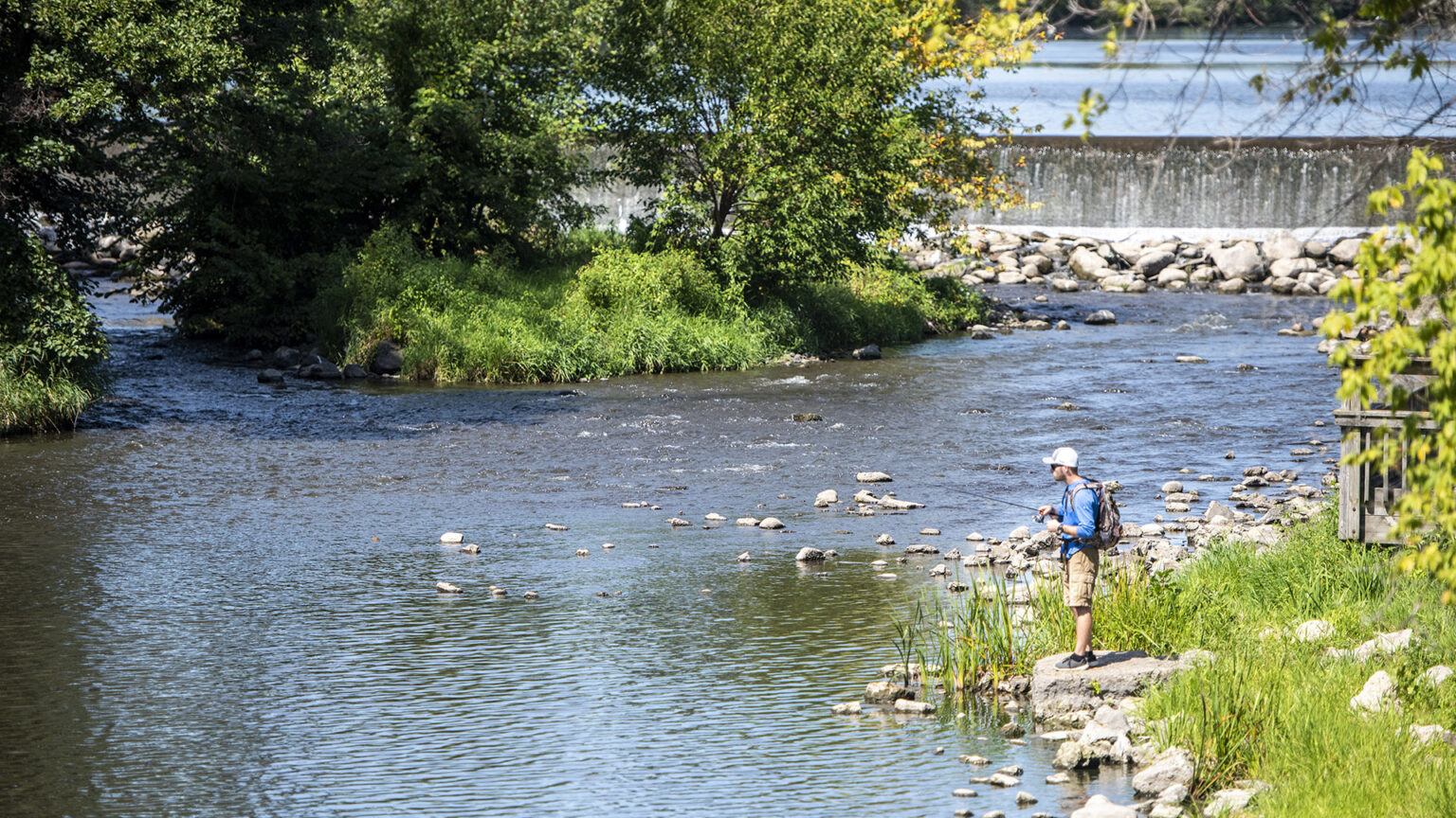An angler stands on a flat boulder and among reeds on the shore of a body of water downstream from a concrete dam, with trees growing on an adjacent island.