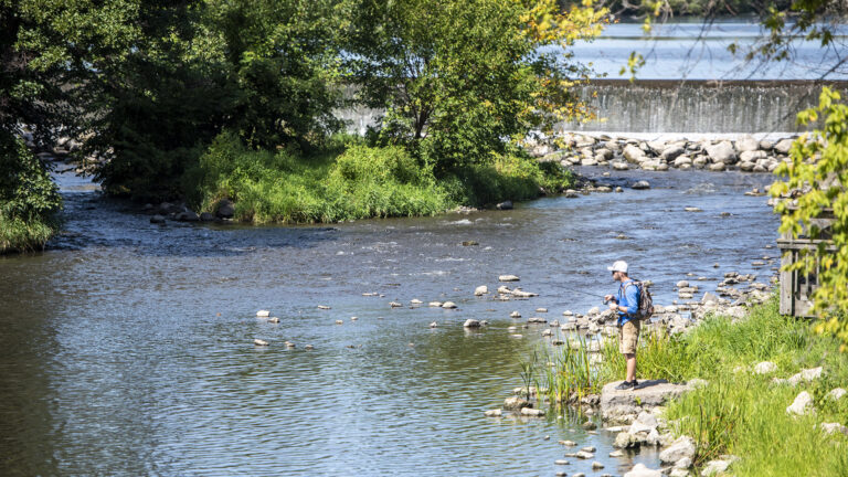 An angler stands on a flat boulder and among reeds on the shore of a body of water downstream from a concrete dam, with trees growing on an adjacent island.