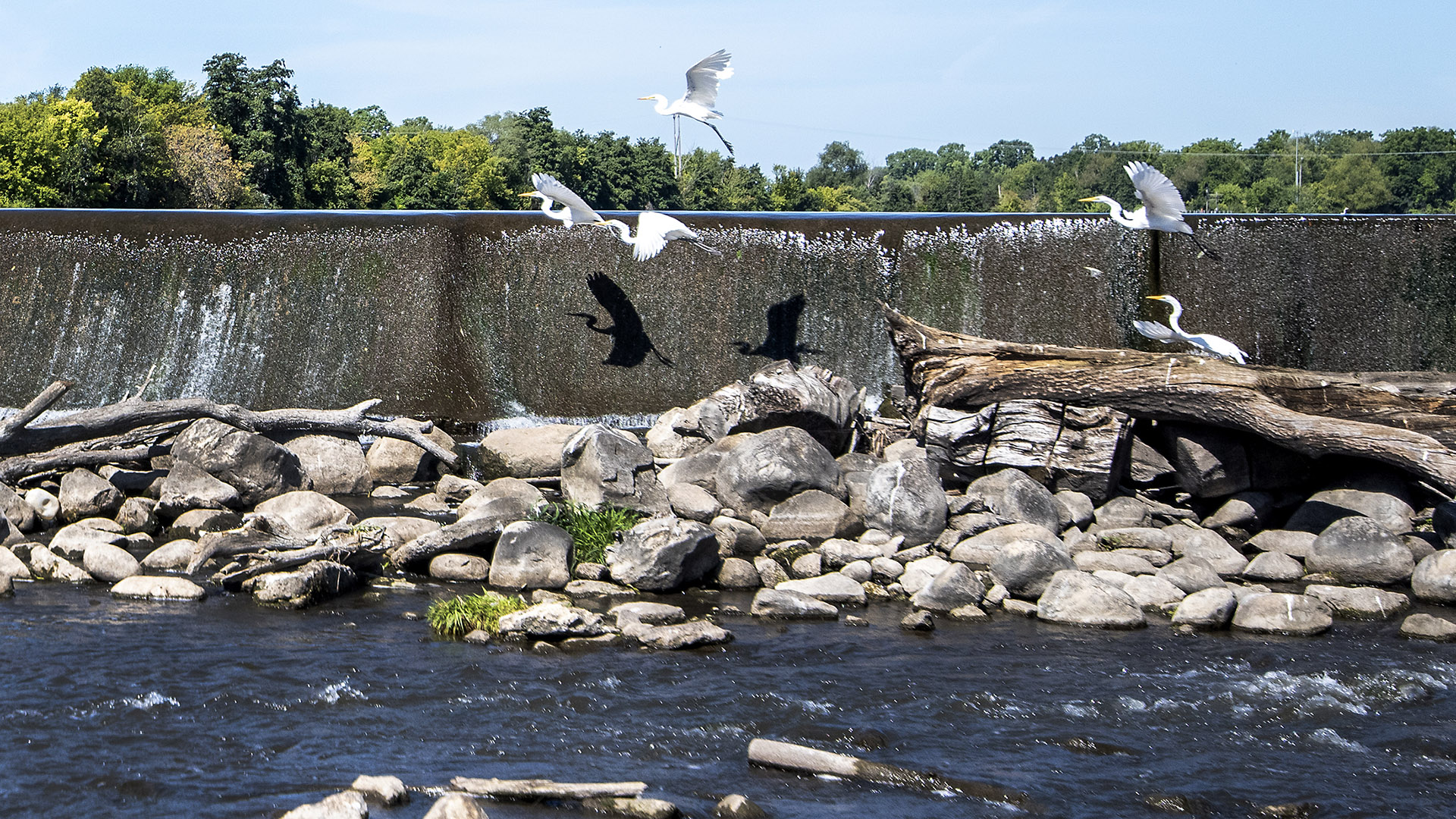 Five egrets fly next to a concrete dame and above a series of boulders and driftwood, with a line of trees and power lines above the dam on the horizon.