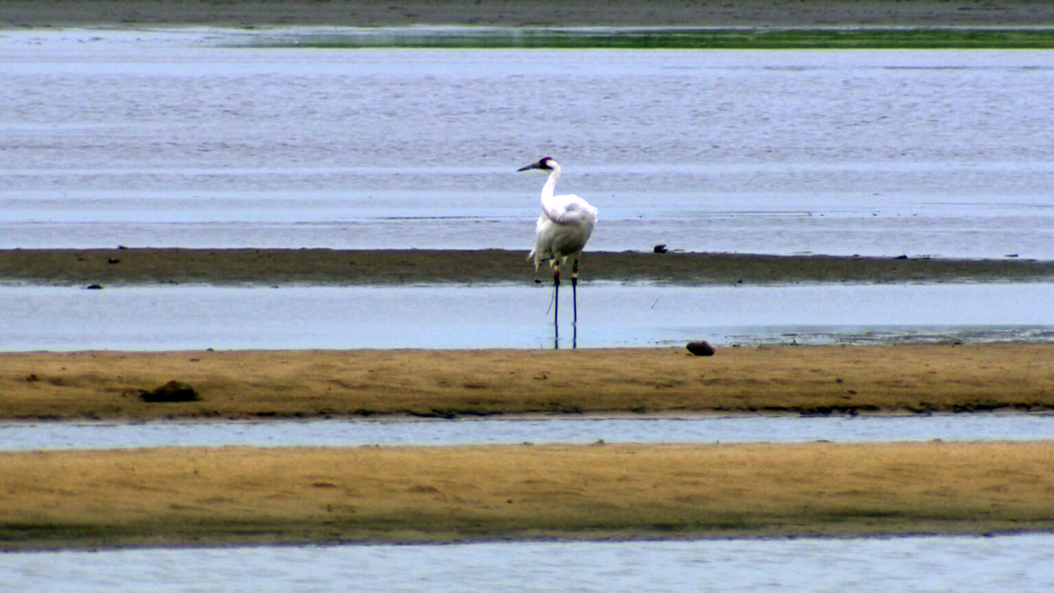A whooping crane with multiple bird bands on its legs stands in shallow water between multiple sandbars, with a wider body of water and wetlands in the background.