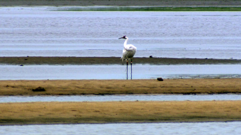 A whooping crane with multiple bird bands on its legs stands in shallow water between multiple sandbars, with a wider body of water and wetlands in the background.