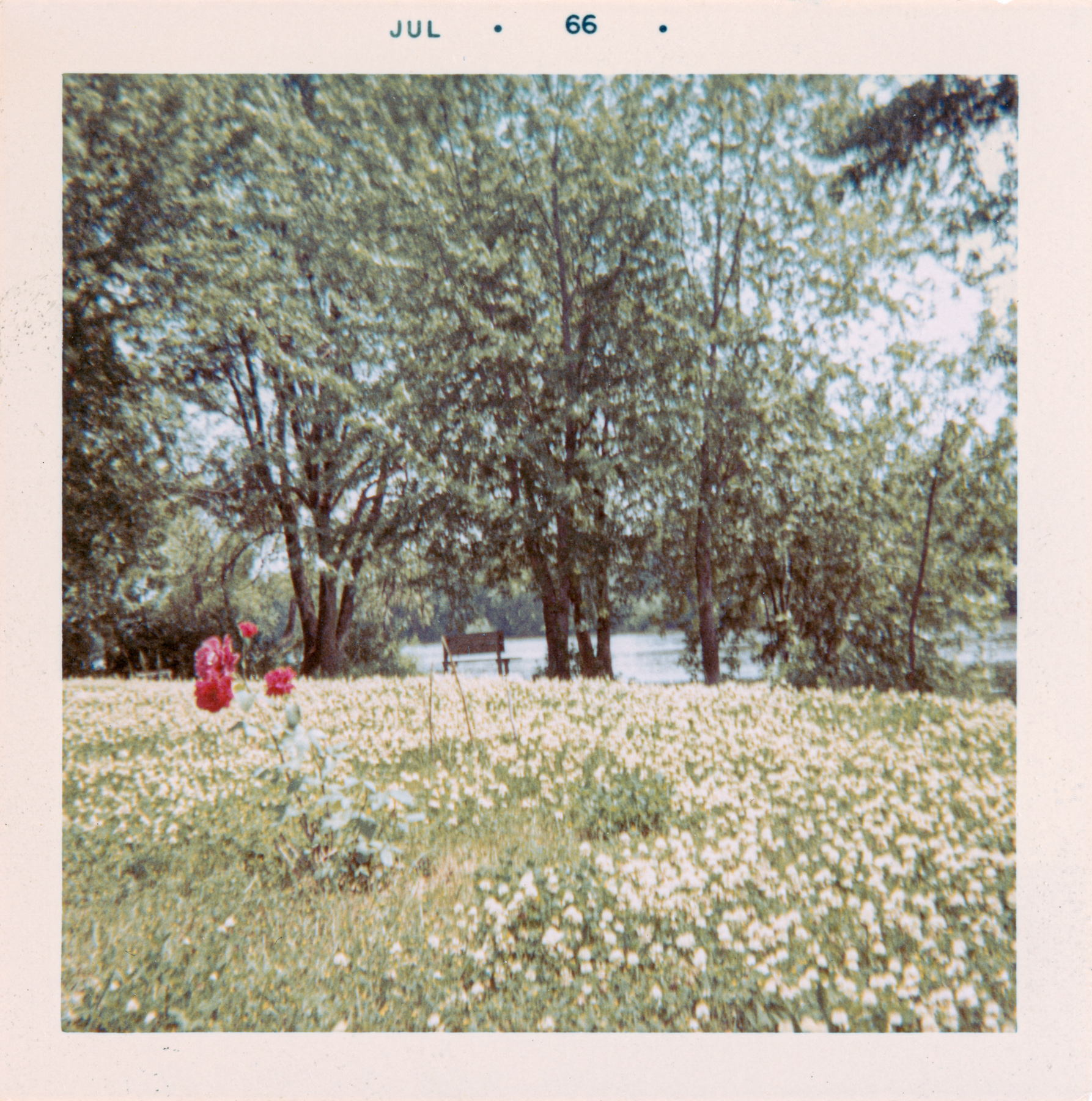 A view of a flowered lawn with red clover in bloom leading to a tree-lined riverbank. A bench sits in the distance.