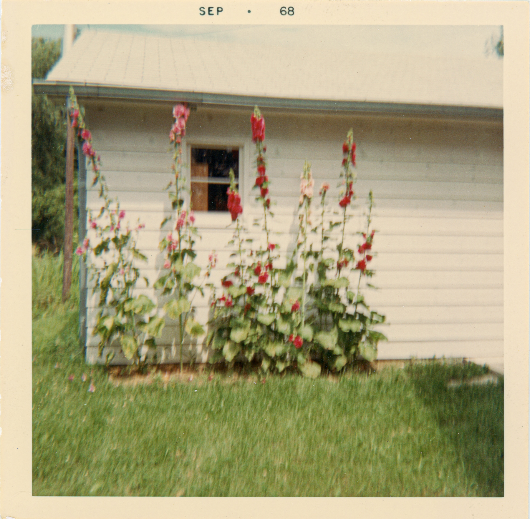 A slightly blurry photograph of red and pink hollyhocks blooming beside a white garage with a small window, bordered by a green lawn. The top edge of the photo is stamped with “Sep 68.”