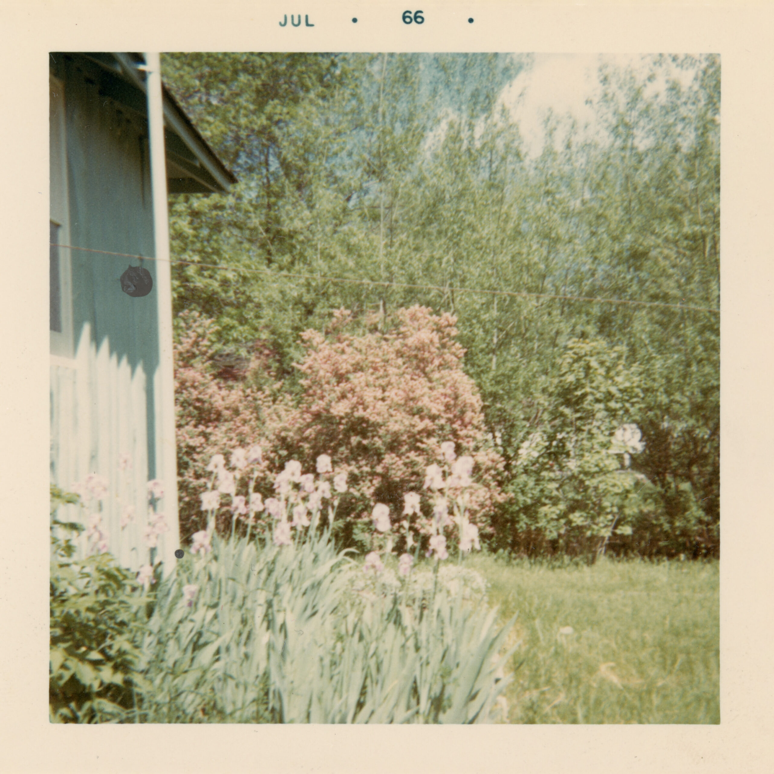A 1960s color photograph dated July 1966 shows a green house partially visible on the left, beside a garden with blooming pale pink irises and a tall pink flowering shrub. Trees and bright green grass fill the background under a blue sky with scattered clouds.