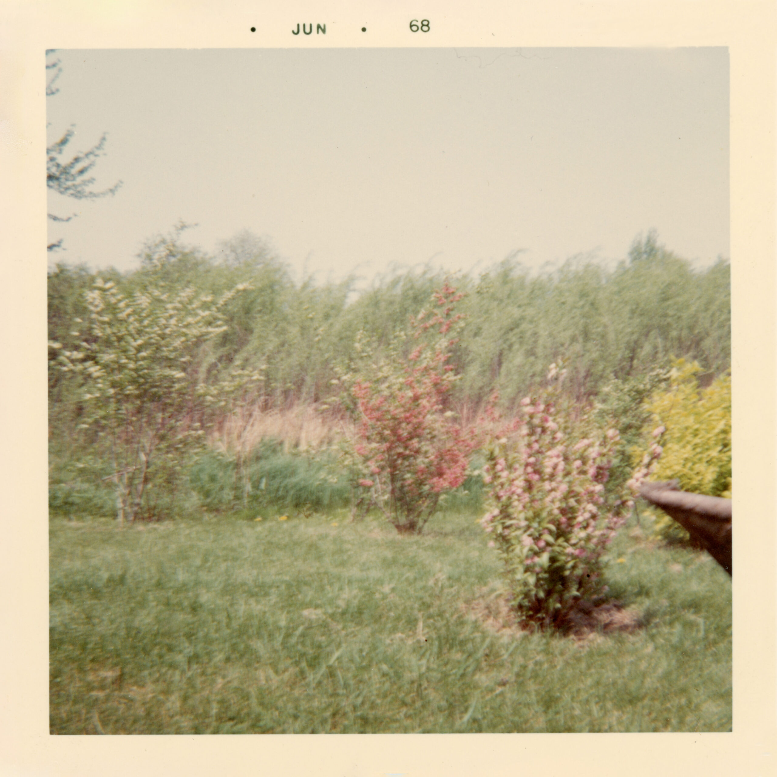 Faded color photograph dated June 1968 showing a grassy yard with small flowering shrubs in red, pink, and yellow. A line of trees and tall grass fill the background under a hazy sky.