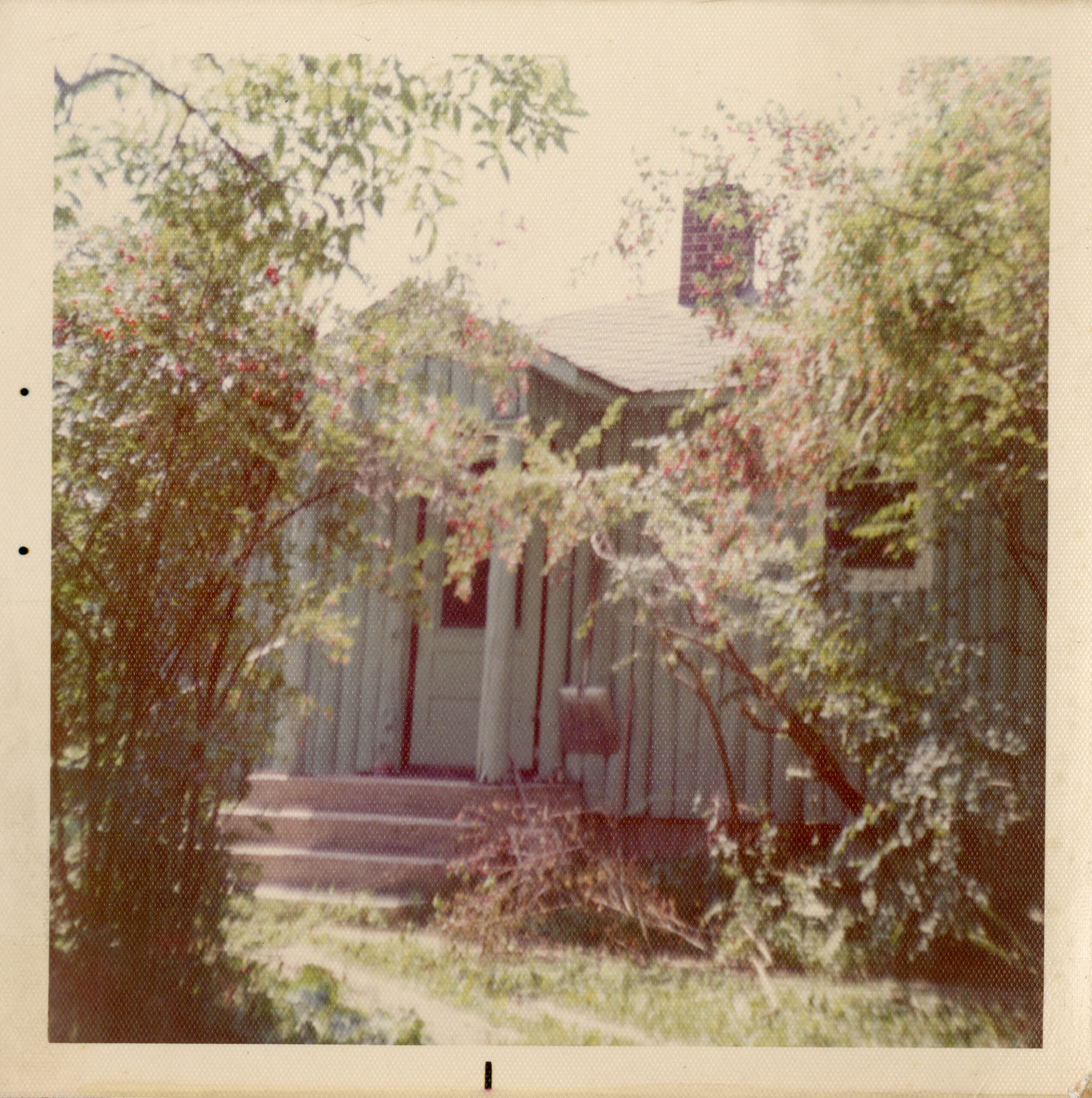 Small wooden house partially obscured by leafy trees and bushes, with a short stairway leading up to a green door and a red brick chimney visible through the foliage.