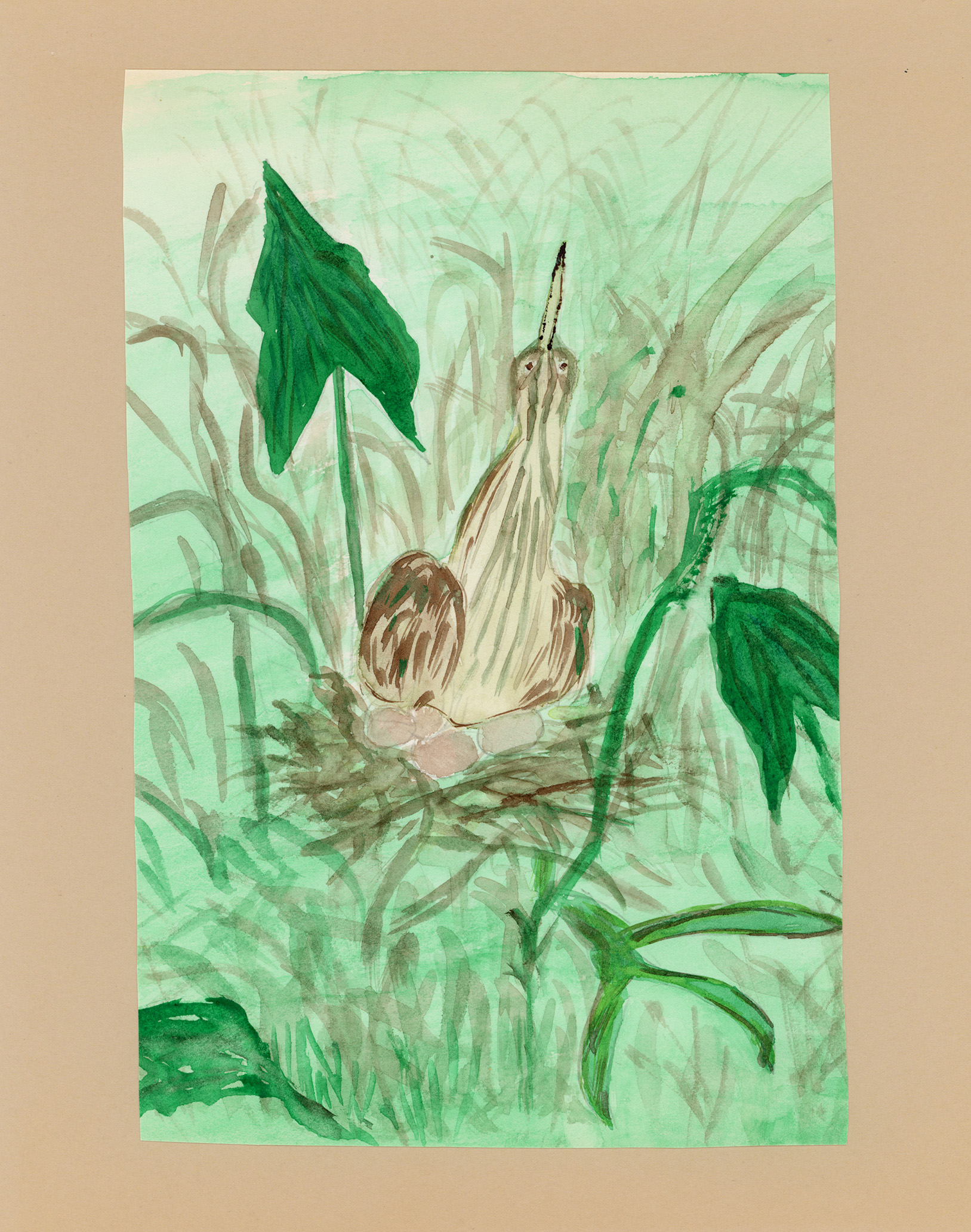 A watercolor of a gray and brown bird perched with beak raised, sitting on four eggs in a brown nest. The nest rests on the ground amid green grass and foliage rather than in a tree.