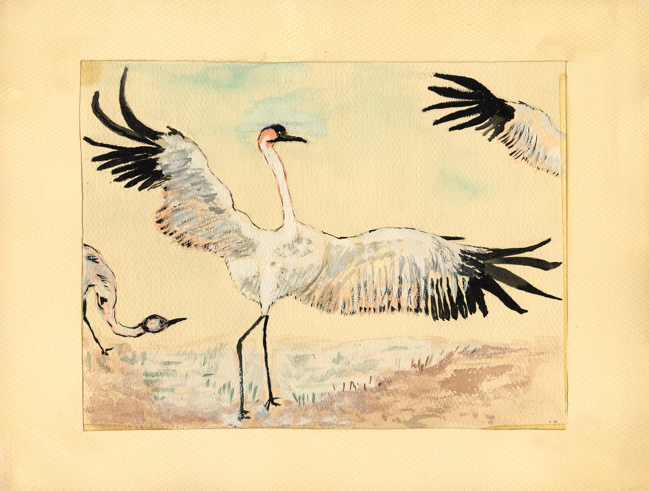 A watercolor depicts a white waterfowl, possibly a swan or crane, with wings fully outstretched filling most of the frame. In the background, the head of another bird appears at left and a third bird’s wing enters from the upper right. The birds’ wings are white with black tips.