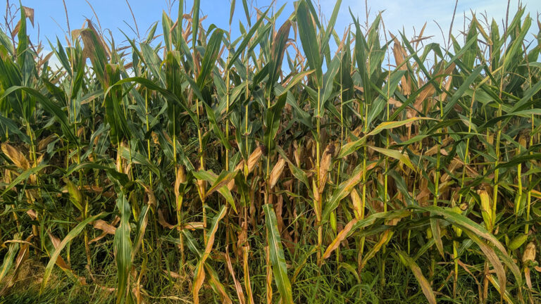 A row of corn plants stands under a partly cloudy sky.