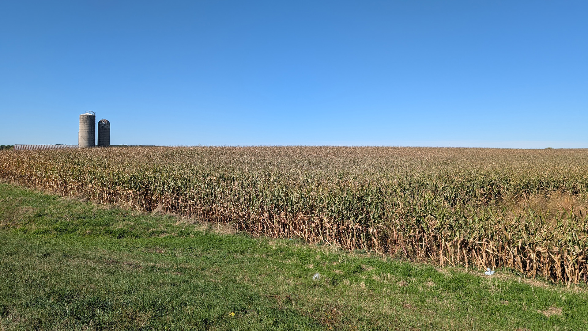 A field of corn extends to the horizon, with two silos standing at its far edge under a clear sky, and with a grass lawn in the foreground.