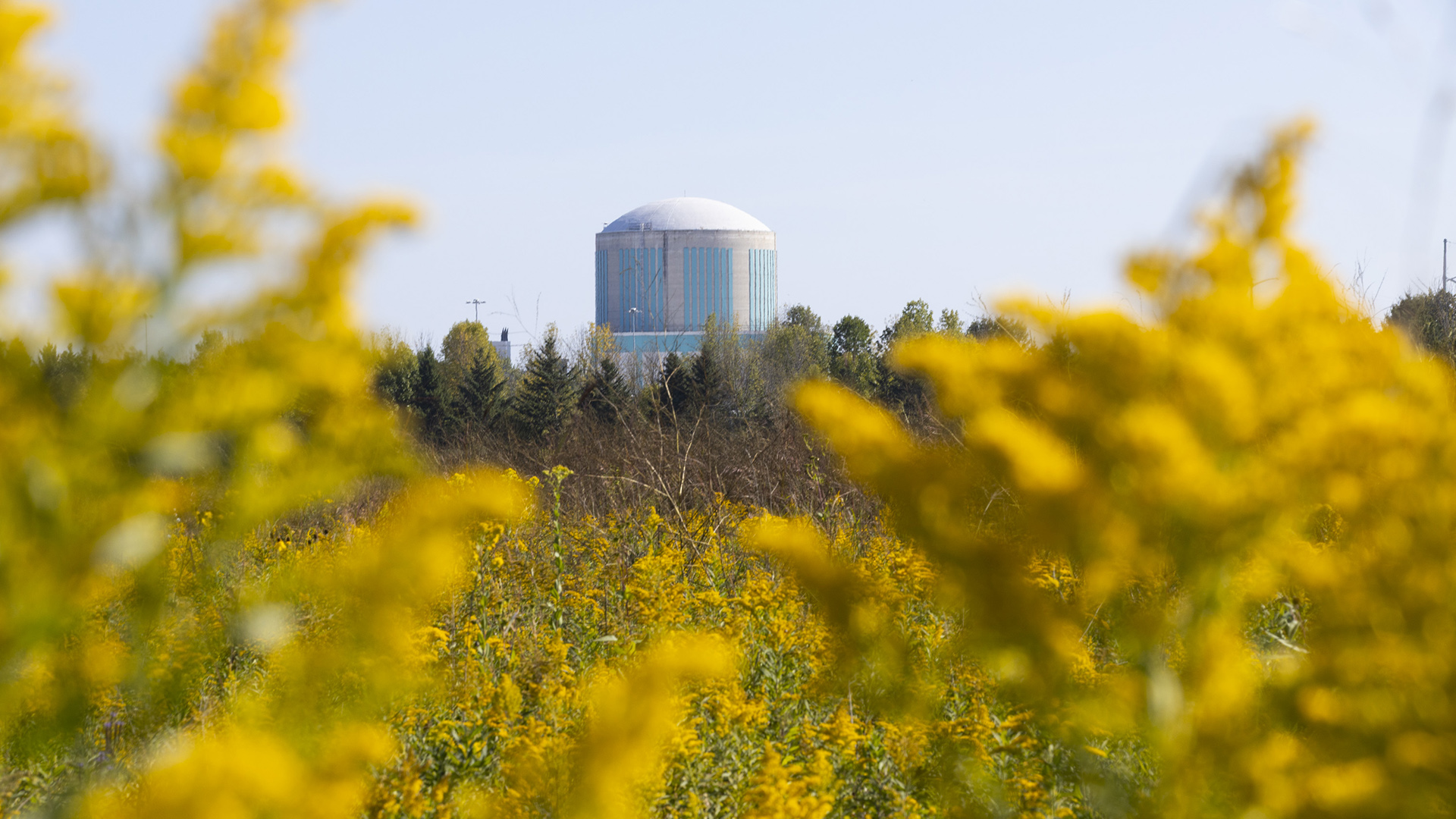 Out-of-focus wildflowers in the foreground partially obscure a line of trees and a round concrete building with a low dome on the horizon.