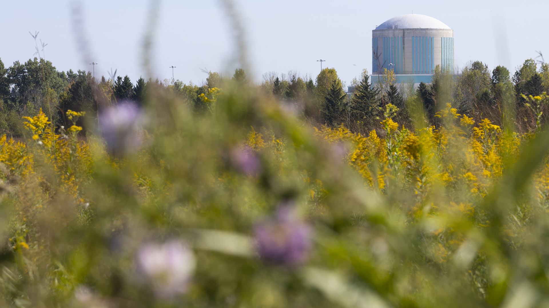 Out-of-focus wildflowers in the foreground partially obscure a line of trees and a round concrete building with a low dome on the horizon.
